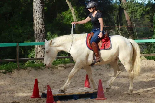 Domaine du Reganel Pension Chevaux À Côté de Saint Gely du Fesc et Montpellier