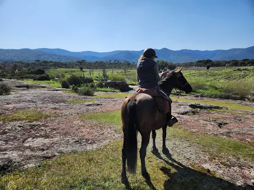 Les Chevaux de Violette