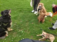 Kiffepaws Educ - Educateur Comportementaliste Canin