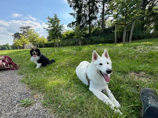 Silvia - Instinct Canin - Educateur Canin Maurepas