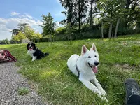 Silvia - Instinct Canin - Educateur Canin Maurepas