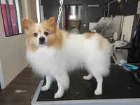 Au Bain Toutou