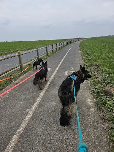 l'Académie des Chiens Calvados