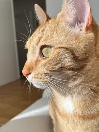 Heureux Félins