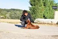 Dog Control – Centre D’éducation Canine et de Formation