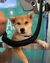 Dogwash 24h24 Teddy Wash