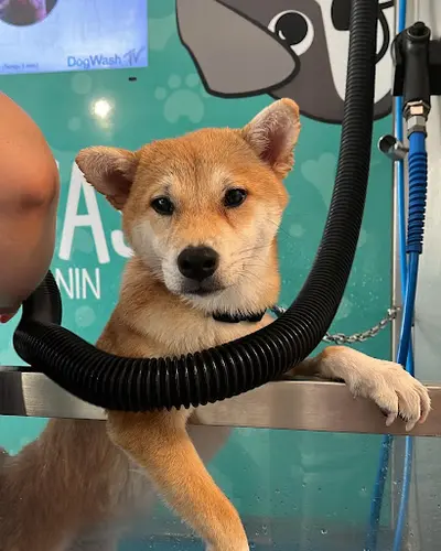 Dogwash 24h24 Teddy Wash