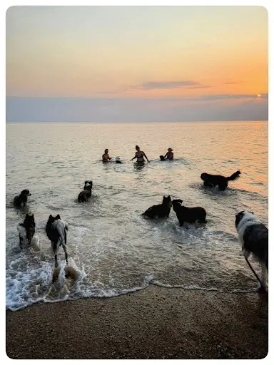 Au Doux Canin - les Sables d'Olonne