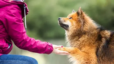 Os Moz Education Canine