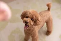 Sandie Toilettage