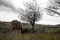 Haras de Ginestoux - Art de Lait - Mohair de l'Aubrac