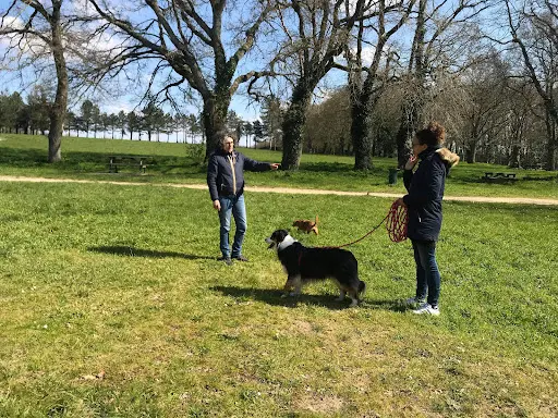 Éducateur Canin - l'Essence du Chien