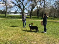 Éducateur Canin - l'Essence du Chien
