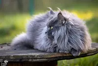 Chatterie D’oté Ti’coon
