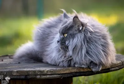 Chatterie D’oté Ti’coon