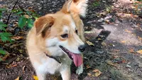 Capchien - Éducateur Comportementaliste Canin