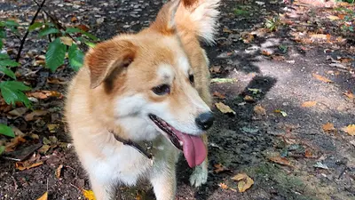 Capchien - Éducateur Comportementaliste Canin