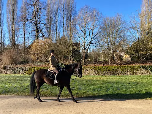 Horse In The City