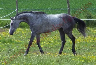 Centre Equestre des Egageries