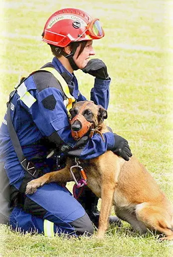 Malinois et Vous Formations By Édu Cat Pat