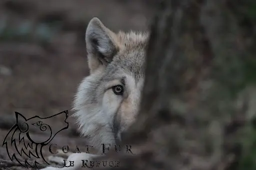 Lupi-les Loups de Coat Fur