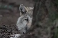 Lupi-les Loups de Coat Fur