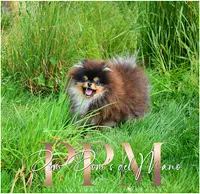 Pom Pom S Del Mano