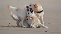 Pension Canine - des Alten de la Burgerie