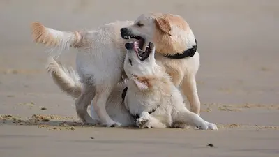 Pension Canine - des Alten de la Burgerie