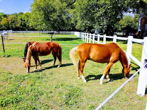 Haras de Maison Blanche