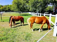 Haras de Maison Blanche