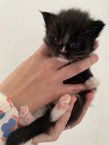 Chatterie les Maine Coon de la Lb Family