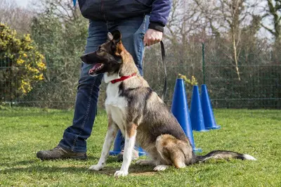 Legallais Cédric Pension Education Canine