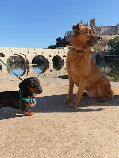 Dogmaniak