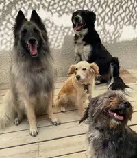 Lespi Love Dog