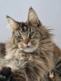 Chatterie l'Étoile d'Aslan , Élevage de Maine Coon Toulouse Occitanie