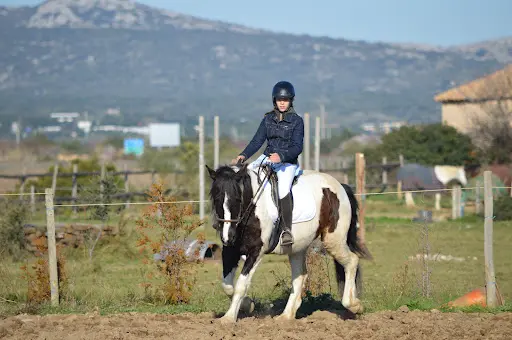 l'Equus Caballus