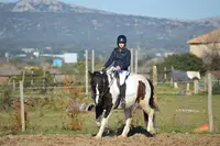 l'Equus Caballus