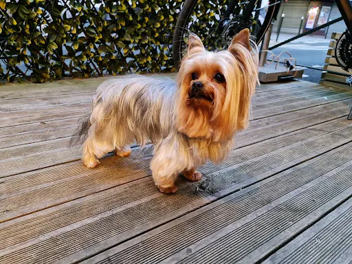 Au Plaisir du Chien