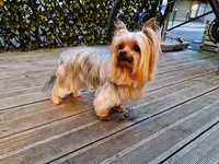 Au Plaisir du Chien