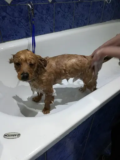 Beauté Canine & Féline