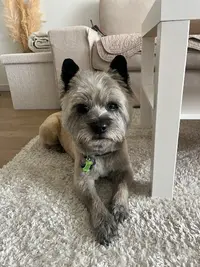 Bubble Dog