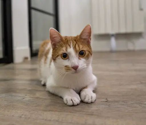 Daily Cat - Hôtel Pour Chats