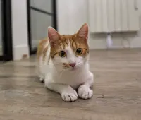 Daily Cat - Hôtel Pour Chats