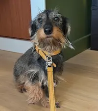 Education Canine Matthieu Gavardin