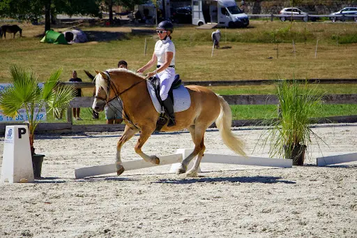 Les Poneys du Petit Bois