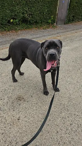 Murmure Dog