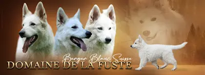 Elevage de Berger Blanc Suisse - Domaine de la Fuste