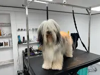 Snowdogs Lexy