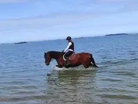 Poney Club de l'Ile À Bois
